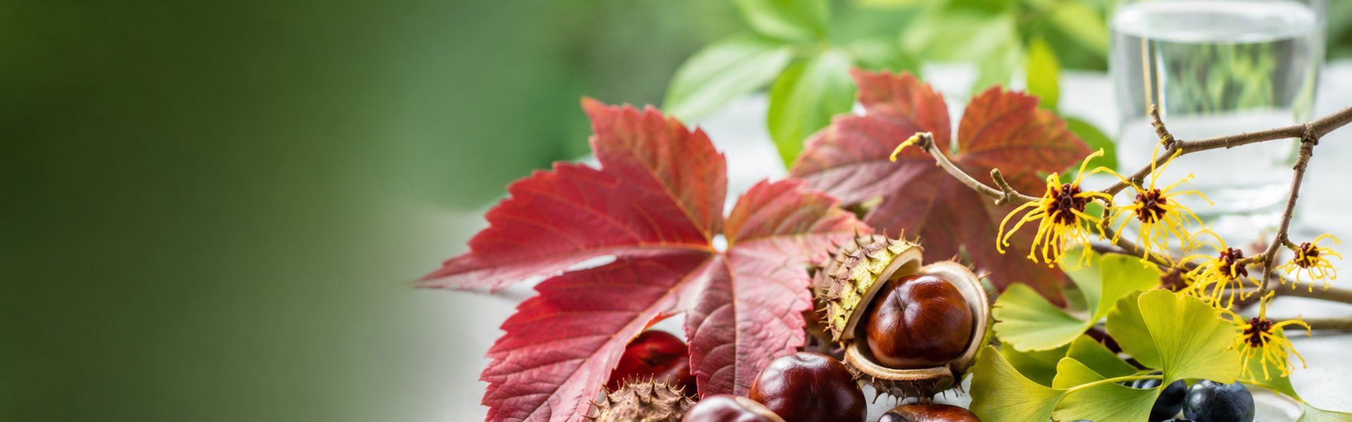 Plantes naturelles pour la circulation et les jambes légères : feuilles rouges de vigne, marrons d'Inde et myrtilles bio