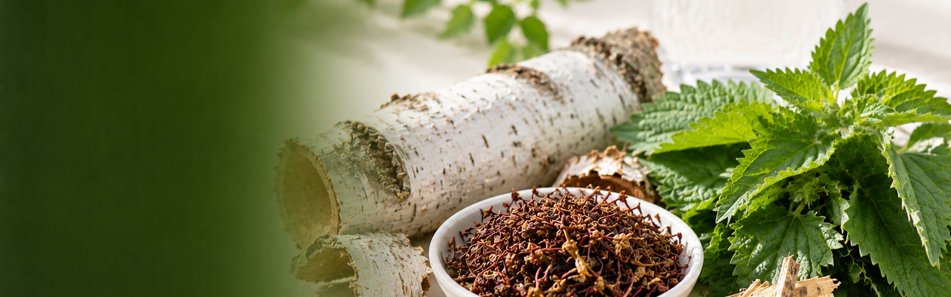 Plantes drainantes pour la rétention d'eau : queues de cerise, feuilles de bouleau blanc et morceaux d'aubier de tilleul