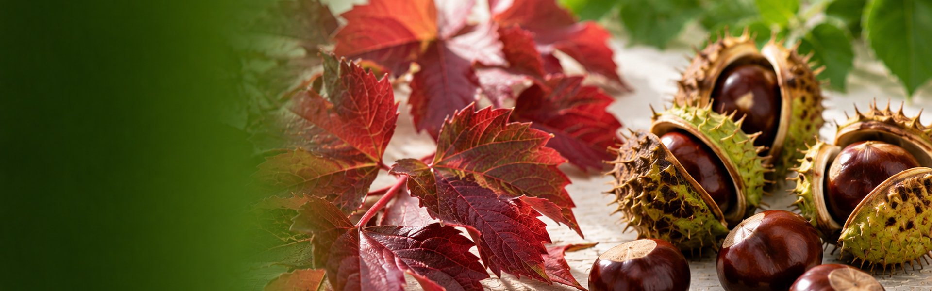 Comparatif entre vigne rouge (feuilles rouges) et marron d'Inde (graines) pour choisir la meilleure plante des jambes lourdes